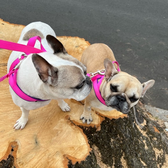 Meet your Posher, Debra - Picture 2 of 3